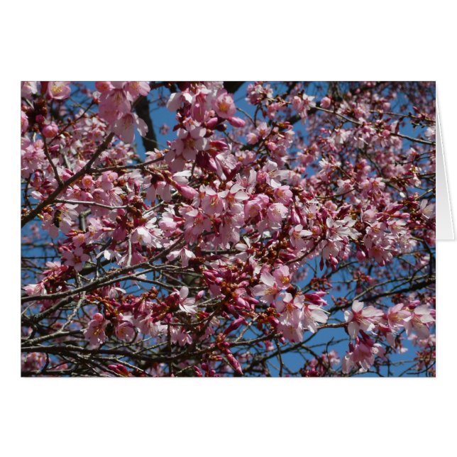 Cherry Blossoms et Blue Sky Spring Floral (Devant horizontal)