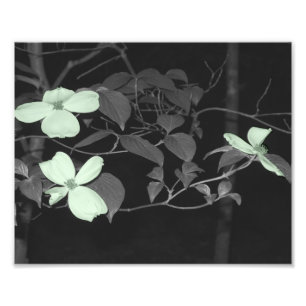 Cherry Blossoms Fotodruck