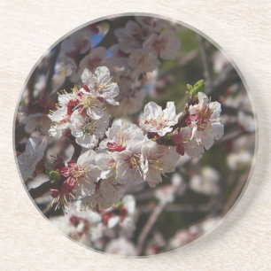 Cherry Blossoms Getränkeuntersetzer