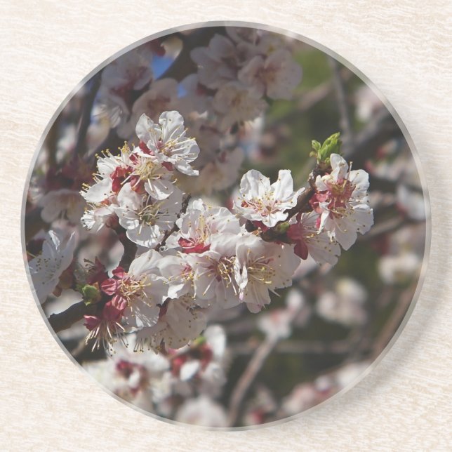 Cherry Blossoms Getränkeuntersetzer (Vorne)