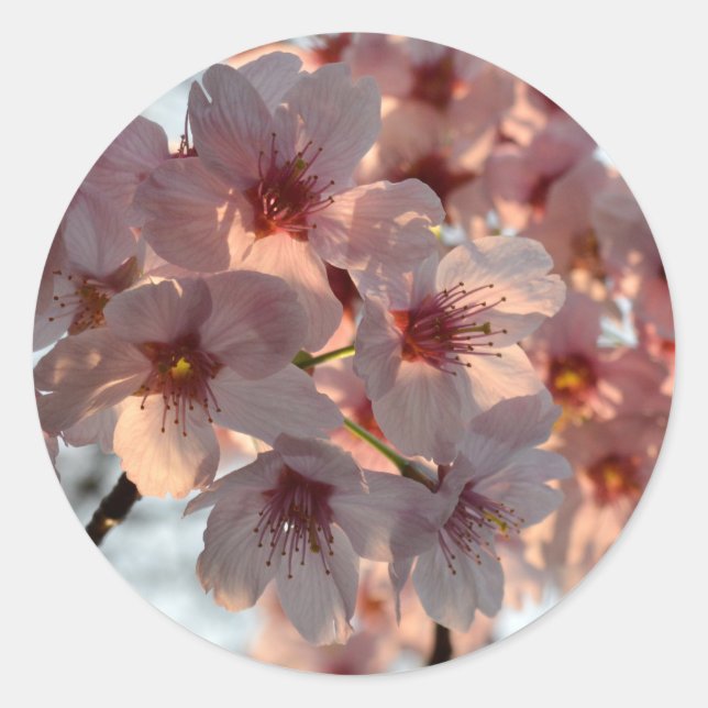 Cherry Blossoms: Japan Runder Aufkleber (Vorderseite)