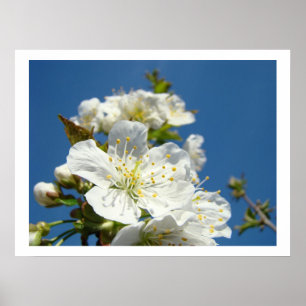 Cherry Blossoms Kunstdrucke Spring Blue Sky Poster
