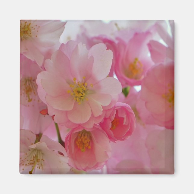 Cherry Blossoms Magnet (Vorne)
