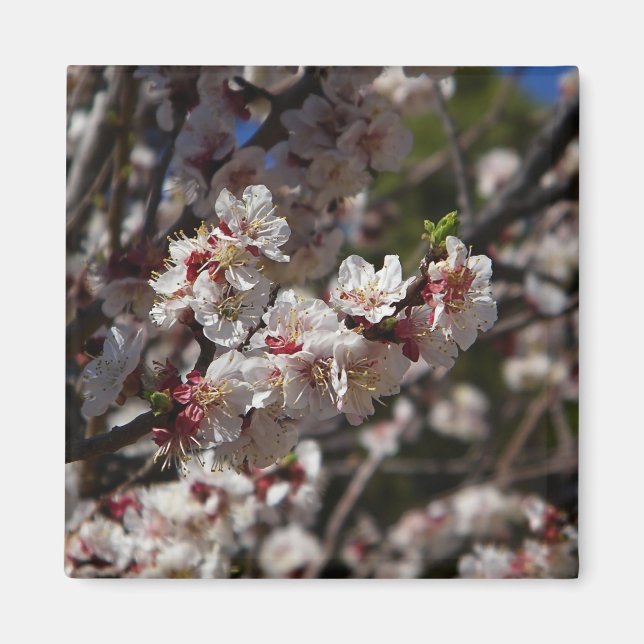 Cherry Blossoms Magnet (Vorne)