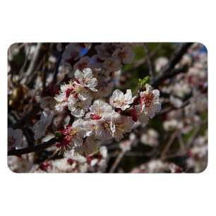 Cherry Blossoms Magnet