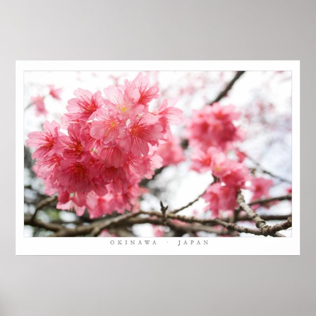 Cherry Blossoms Poster (Vorne)