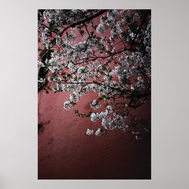 Cherry Blossoms Poster (Vorne)