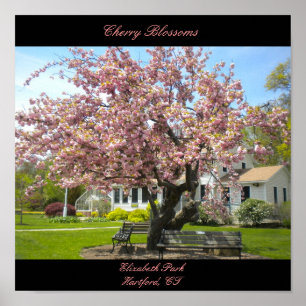 Cherry Blossoms Poster