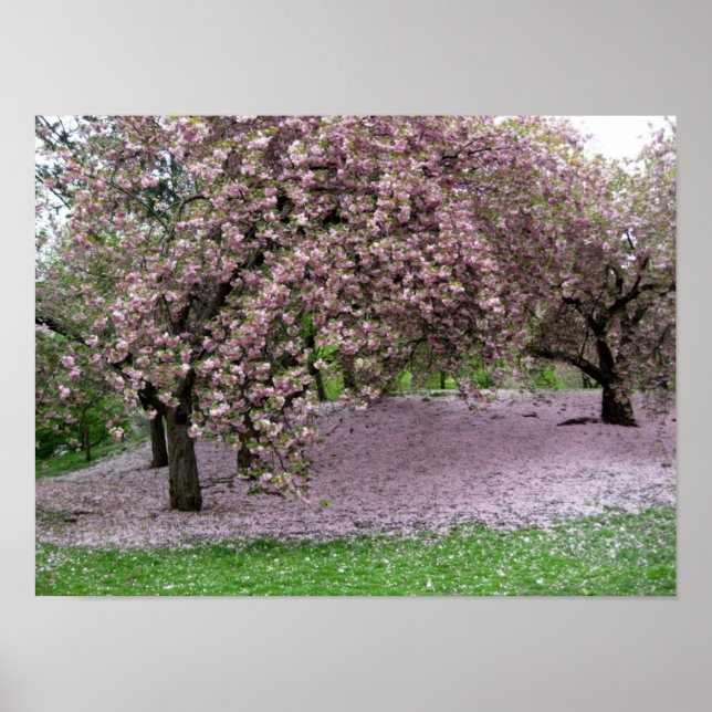 Cherry Blossoms Poster (Vorne)