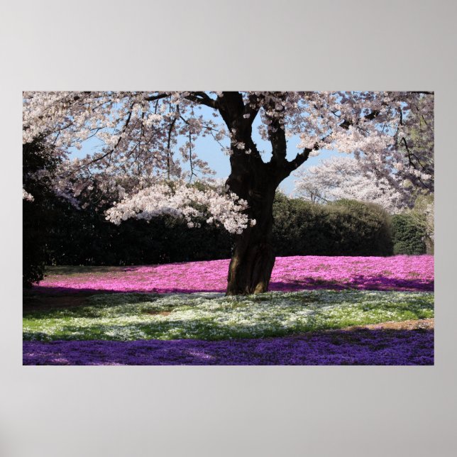 CHERRY BLOSSOMS POSTER (Vorne)