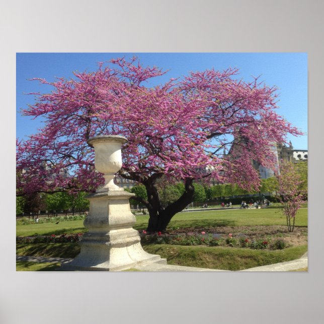 Cherry Blossoms Poster Paper (Matte) (Vorne)