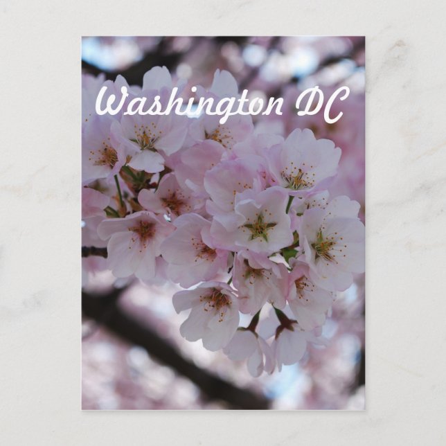Cherry Blossoms Postkarte (Vorderseite)