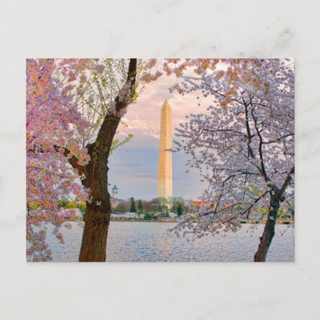 Cherry Blossoms Postkarte (Vorderseite)