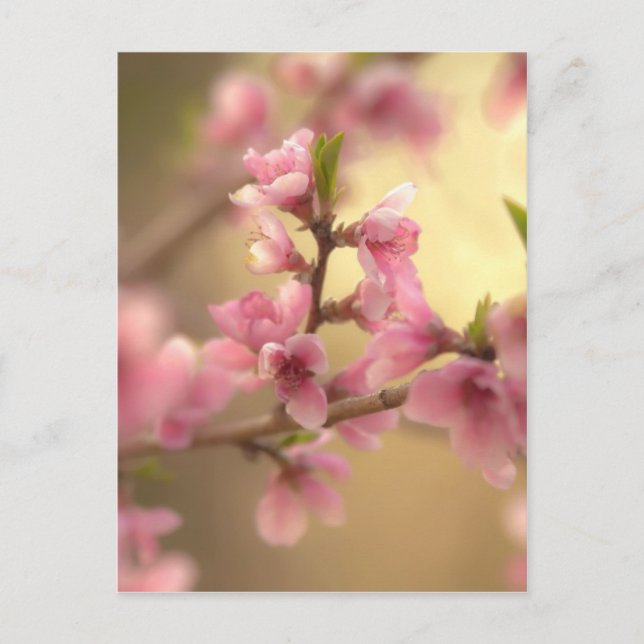 Cherry Blossoms Postkarte (Vorderseite)