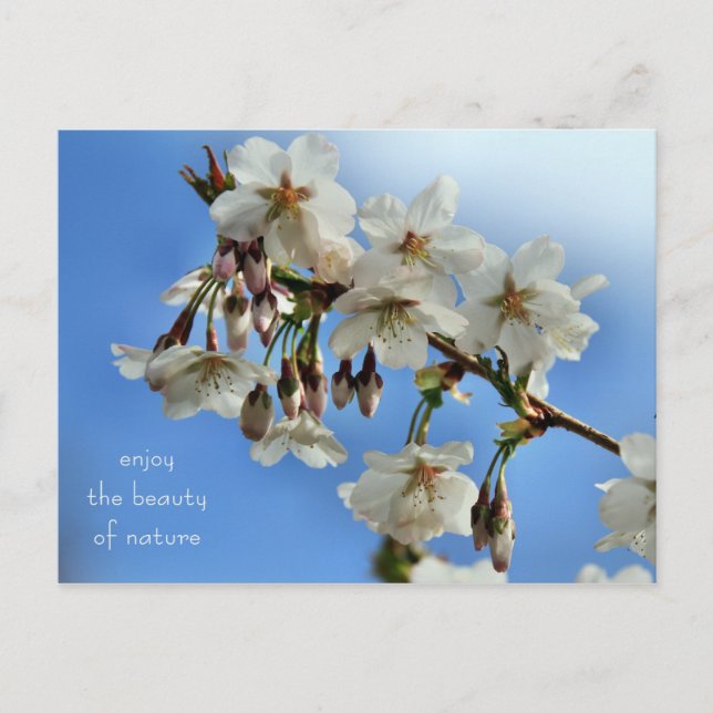 Cherry Blossoms Postkarte (Vorderseite)