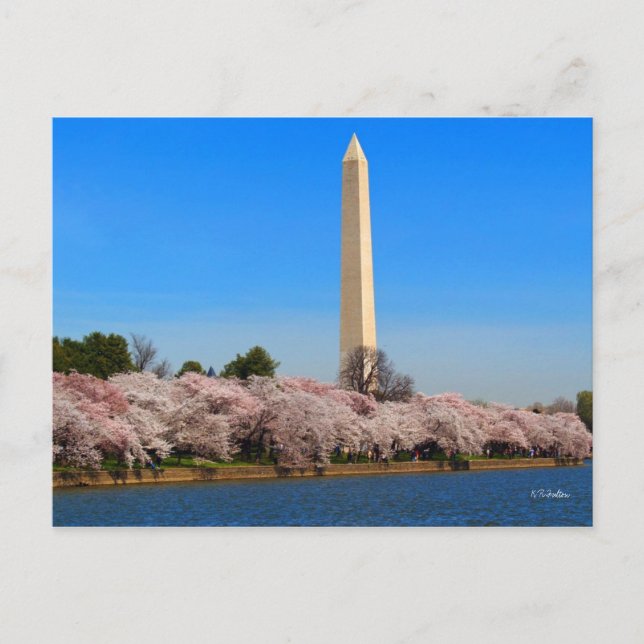 Cherry Blossoms Postkarte (Vorderseite)