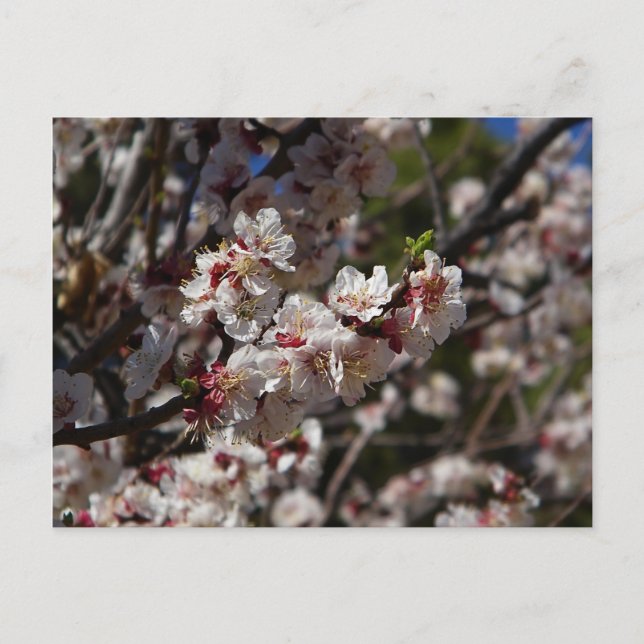 Cherry Blossoms Postkarte (Vorderseite)