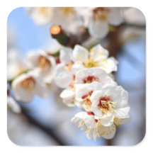 Cherry Blossoms