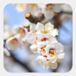 Cherry Blossoms Quadratischer Aufkleber