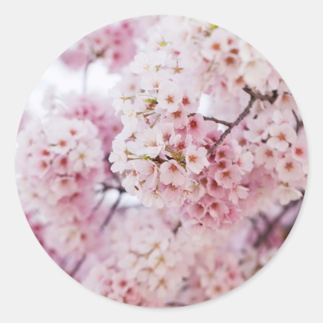 Cherry Blossoms Runder Aufkleber (Vorderseite)