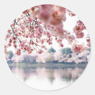 Cherry Blossoms Runder Aufkleber