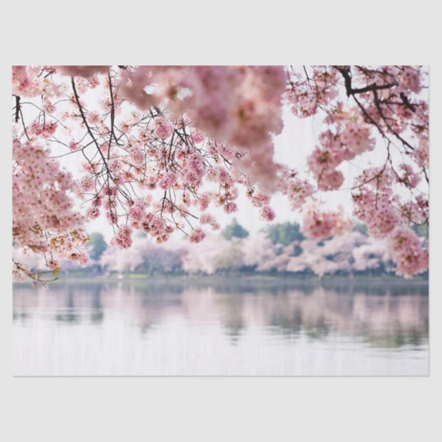 Cherry Blossoms Seidenpapier (Vorderseite)