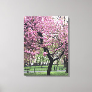 Cherry Blossoms Springtime Tree NYC New York City Leinwanddruck