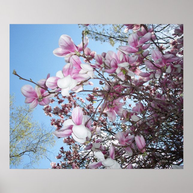 Cherry Blossoms Tree Poster (Vorne)