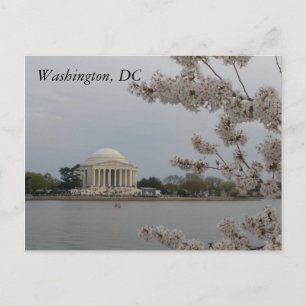 Cherry Blossoms: Washington, D.C. Postcard Postkarte