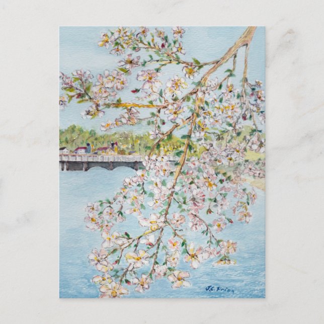 Cherry Blossoms Washington DC Painterly Watercolor Postkarte (Vorderseite)