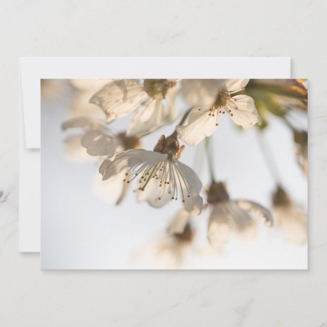 Cherry blüht Naturfotokarte (Vorderseite)