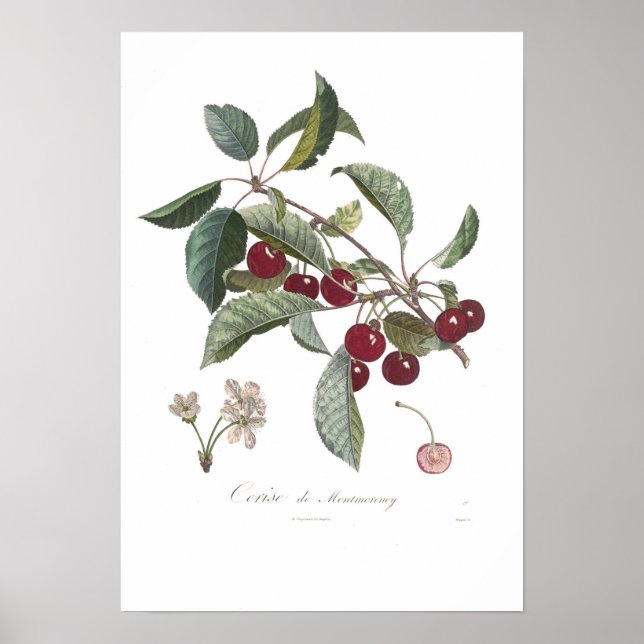 Cherry, Cerise de Montmorency Poster (Vorne)
