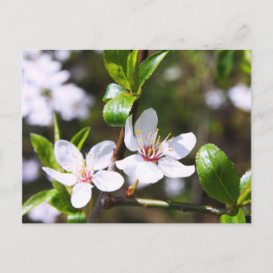 Cherry Couple Postkarte