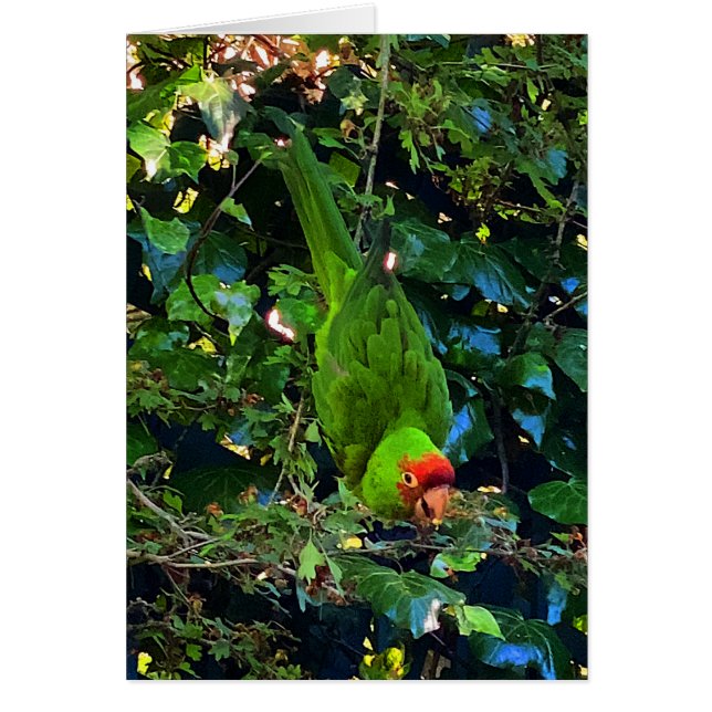Cherry Headed Conure #1 Card (Vorne)