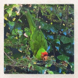 Cherry Headed Conure #1 Glass Untersetzer