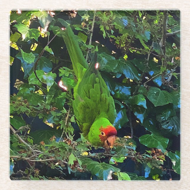 Cherry Headed Conure #1 Glass Untersetzer (Vorderseite)