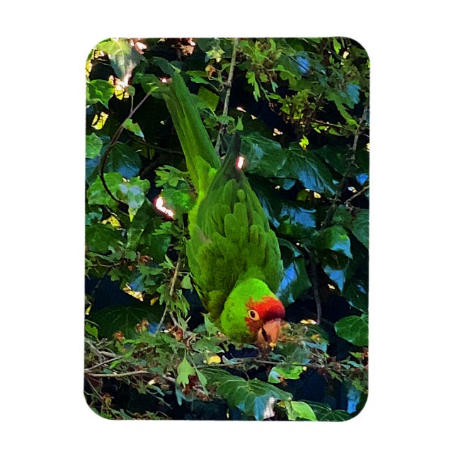 Cherry Headed Conure #1 Magnet (Vertikal)