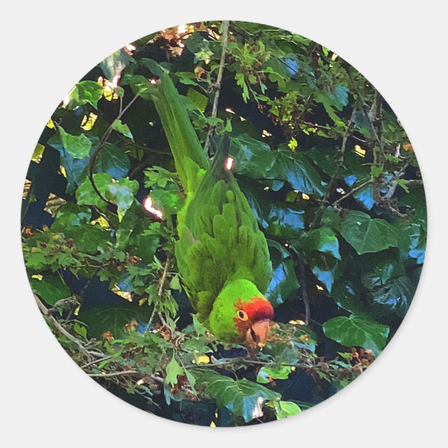 Cherry Headed Conure #1 Stickers (Vorderseite)