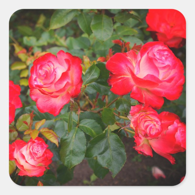 Cherry Parfait Rose #5-1 Stickers (Vorderseite)