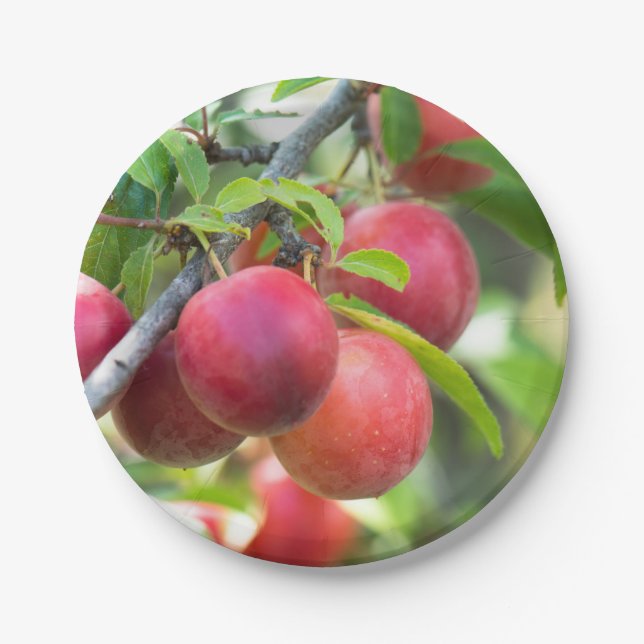 Cherry plum pappteller (Vorderseite)