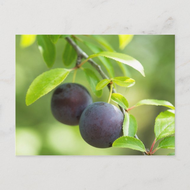 Cherry plum postkarte (Vorderseite)