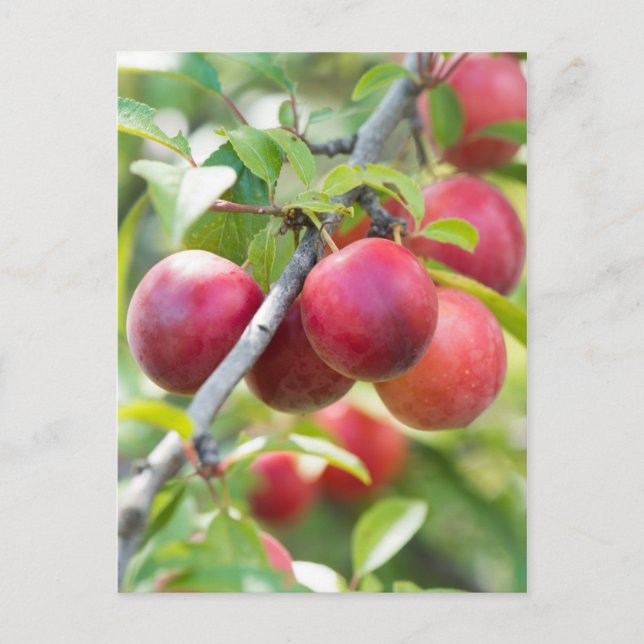 Cherry plum postkarte (Vorderseite)