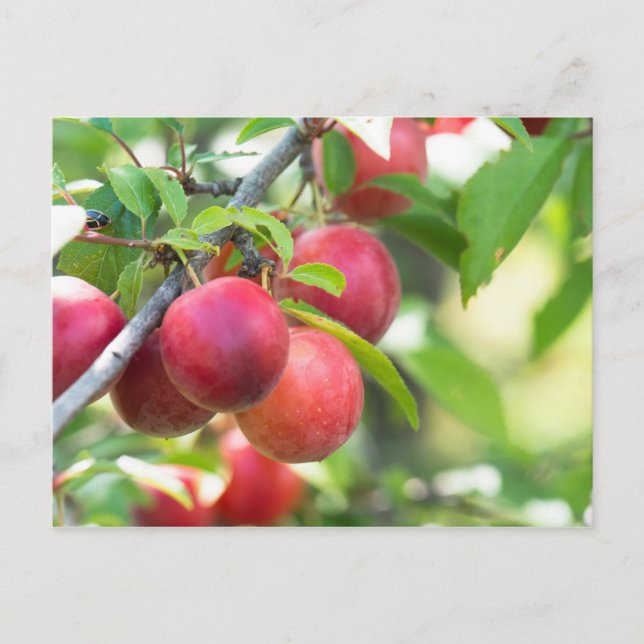 Cherry plum postkarte (Vorderseite)