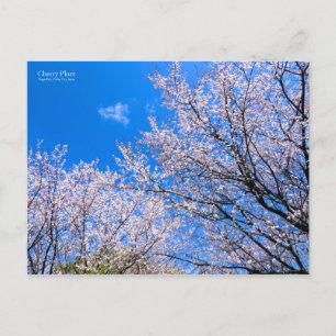 Cherry Plum [Postkarte] Postkarte
