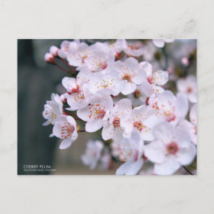 Cherry Plum:Postkarte Postkarte