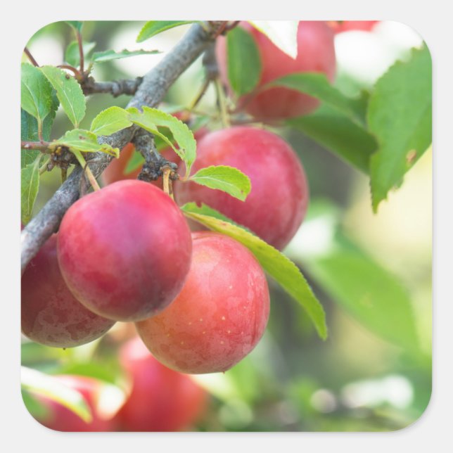 Cherry plum quadratischer aufkleber (Vorderseite)
