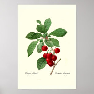Cherry Poster