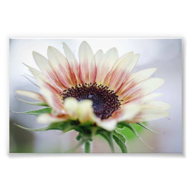 Cherry Rose Sunflower Fotodruck (Vorne)