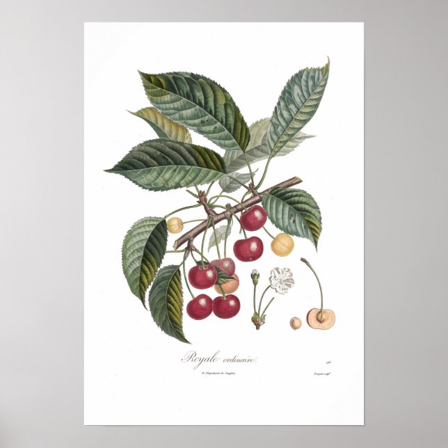 Cherry, Royale Poster (Vorne)