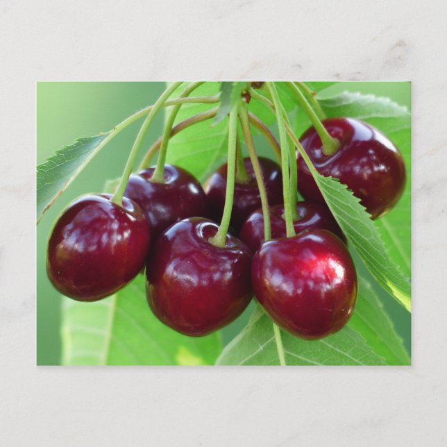 Cherry-Strauß Postkarte (Vorderseite)